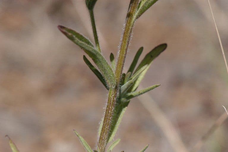 Castilleja 9