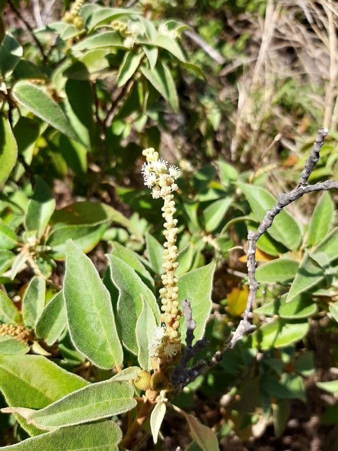 Croton giallo 8
