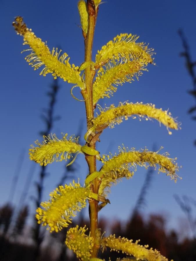Silber-Weide 8