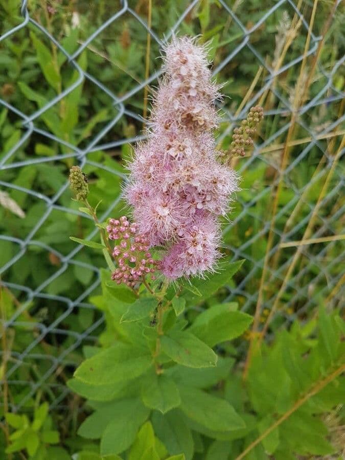 Spirea di Billard