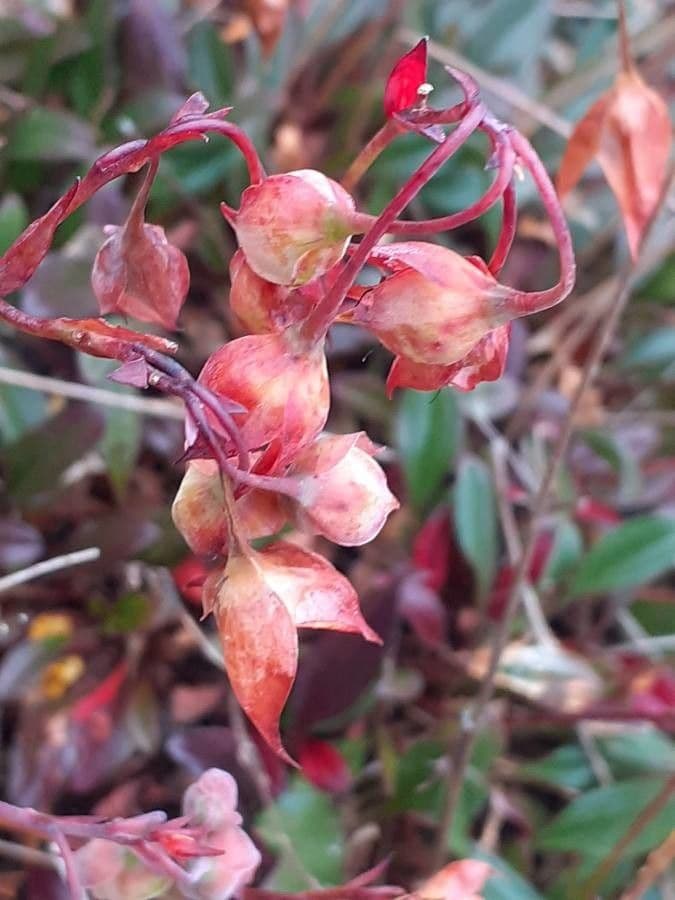 Tuberaria