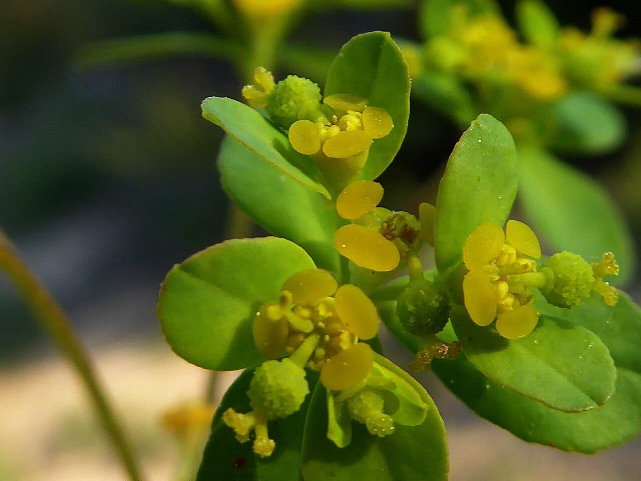 Euforbia bionda 4
