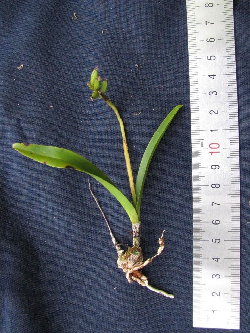 Polystachya 8