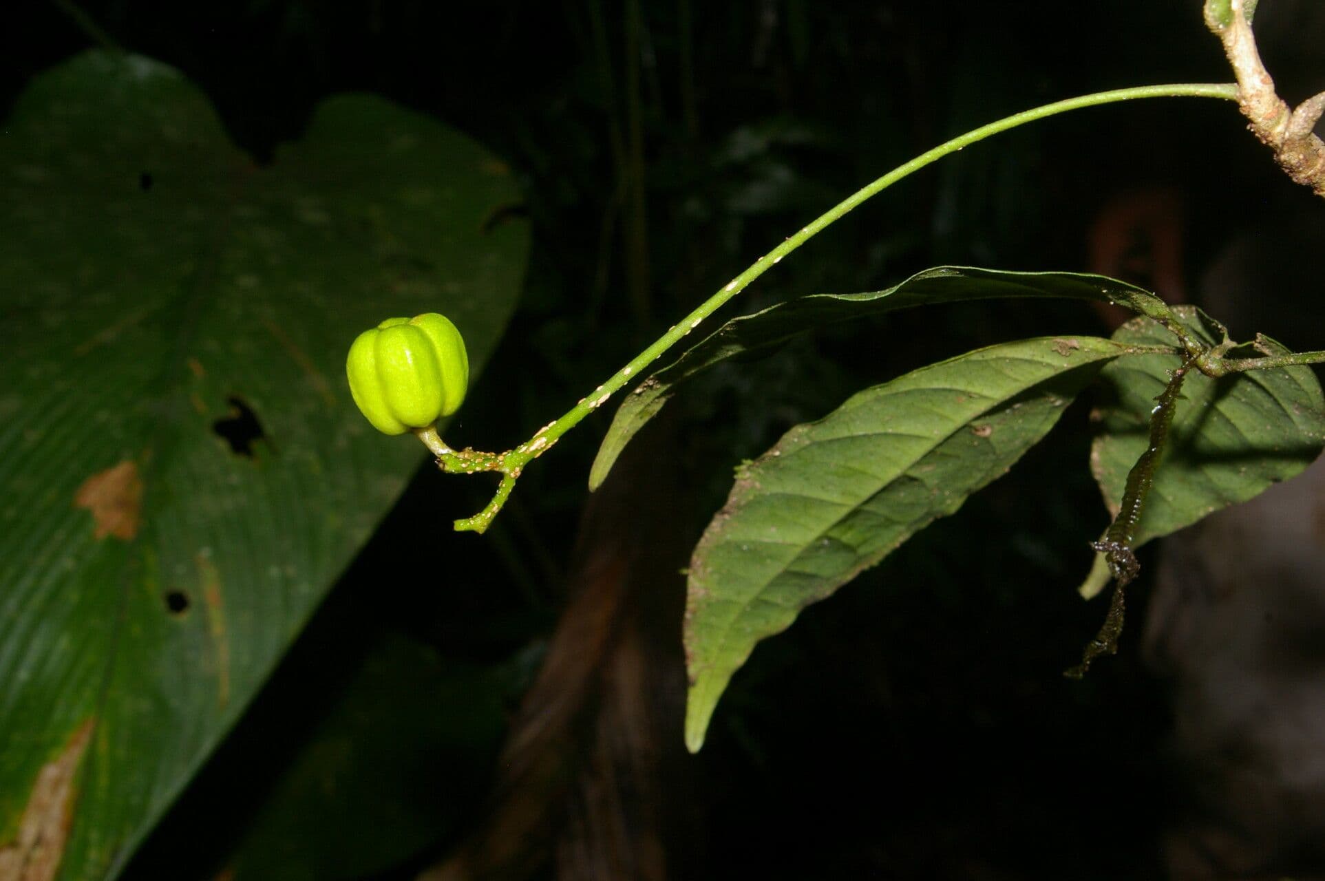 Galipea 4