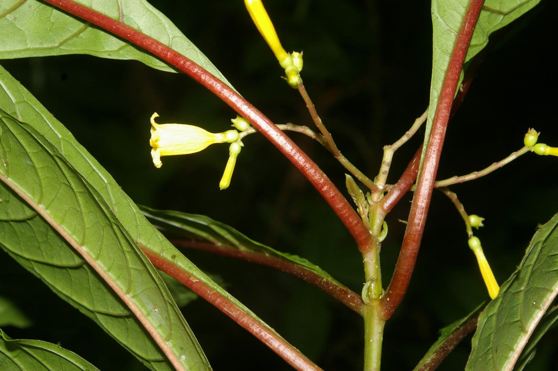 Balsamillo 3