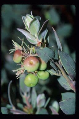 Arbutus