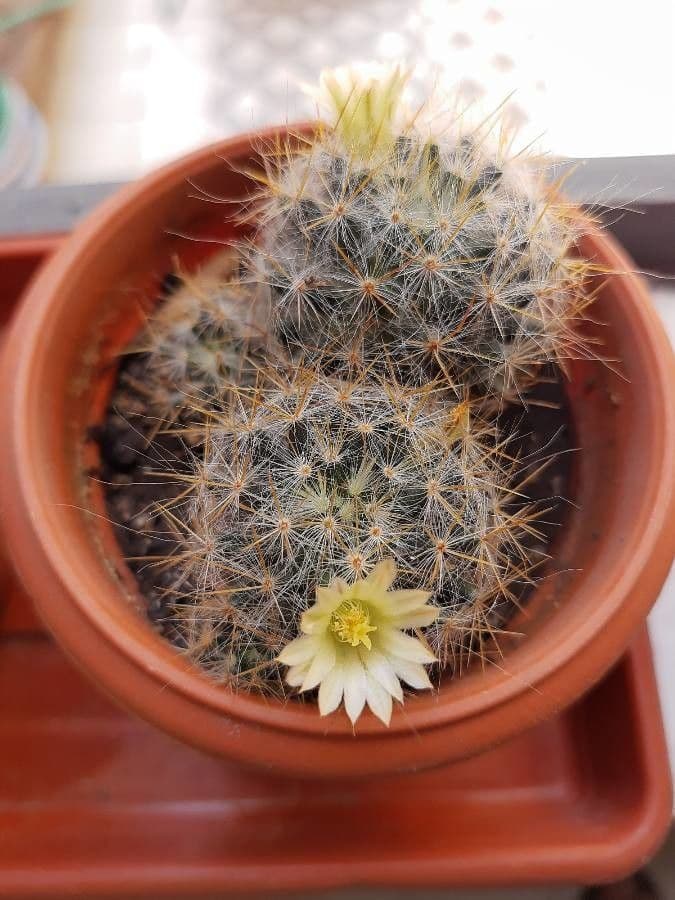 Cactus proliferante 8