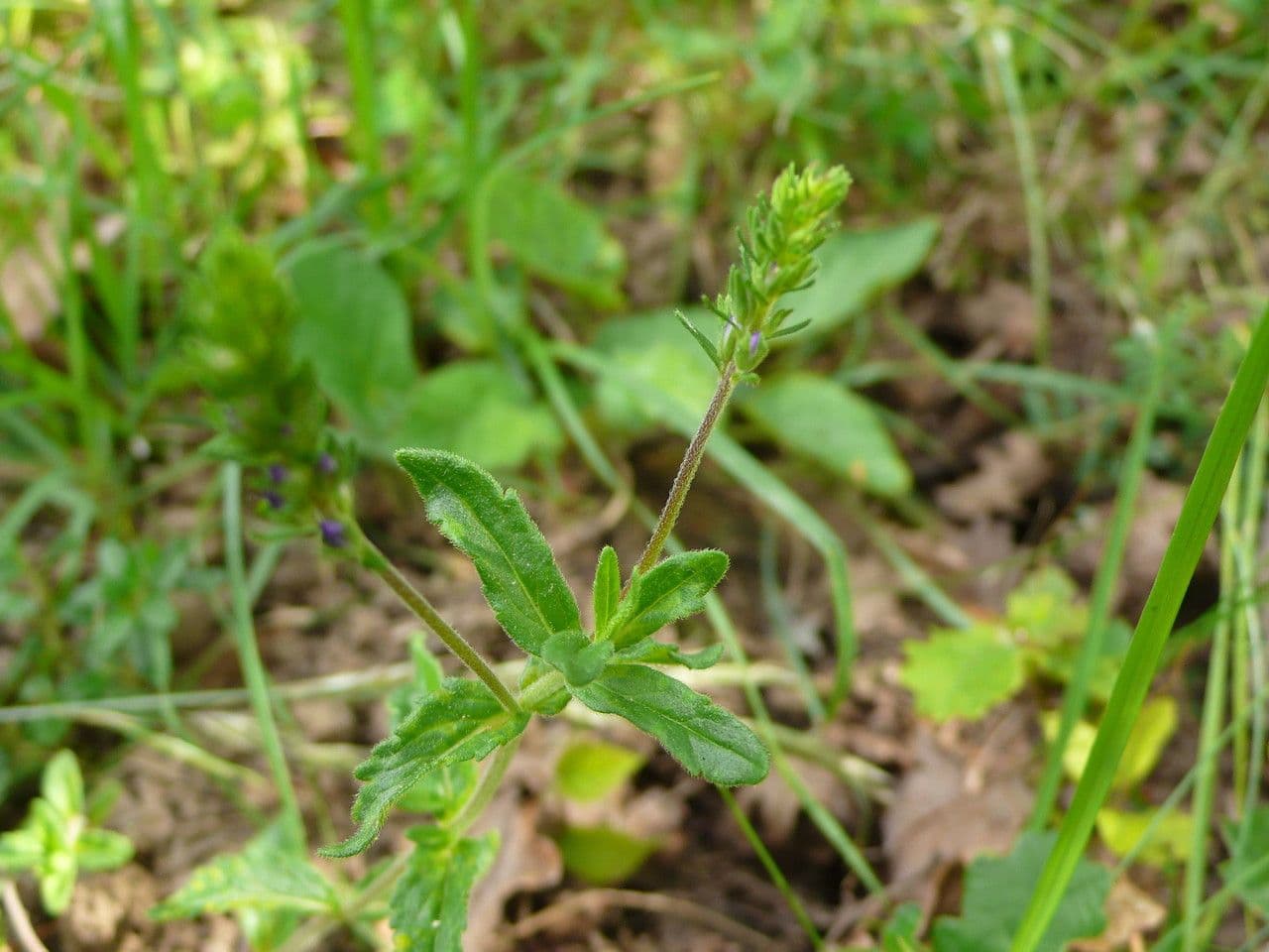 Veronica orsiniana 10