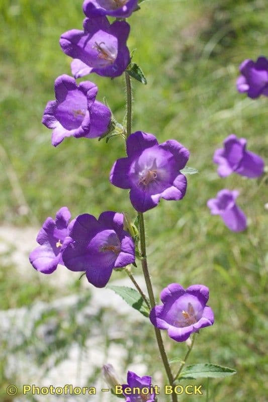 Canapetta 26
