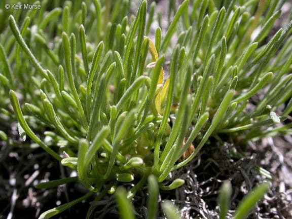 Erigeron 9