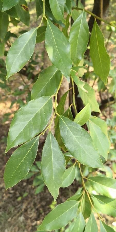 Lindera communis 5