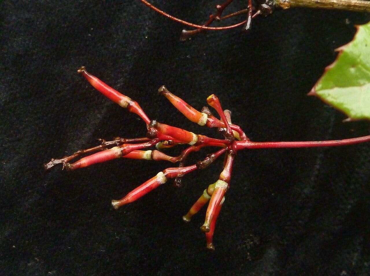 Berberitze 3