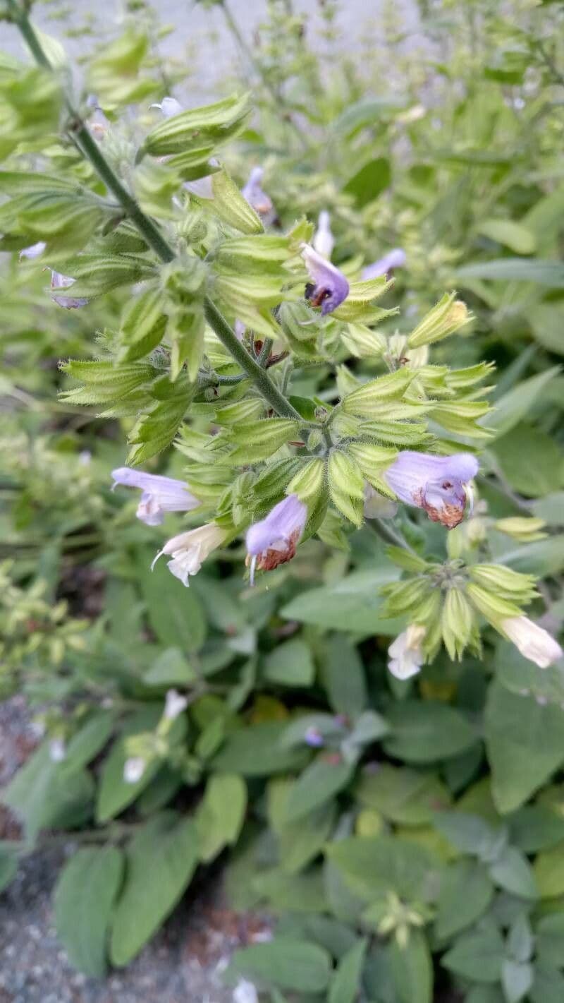 Salvia 2