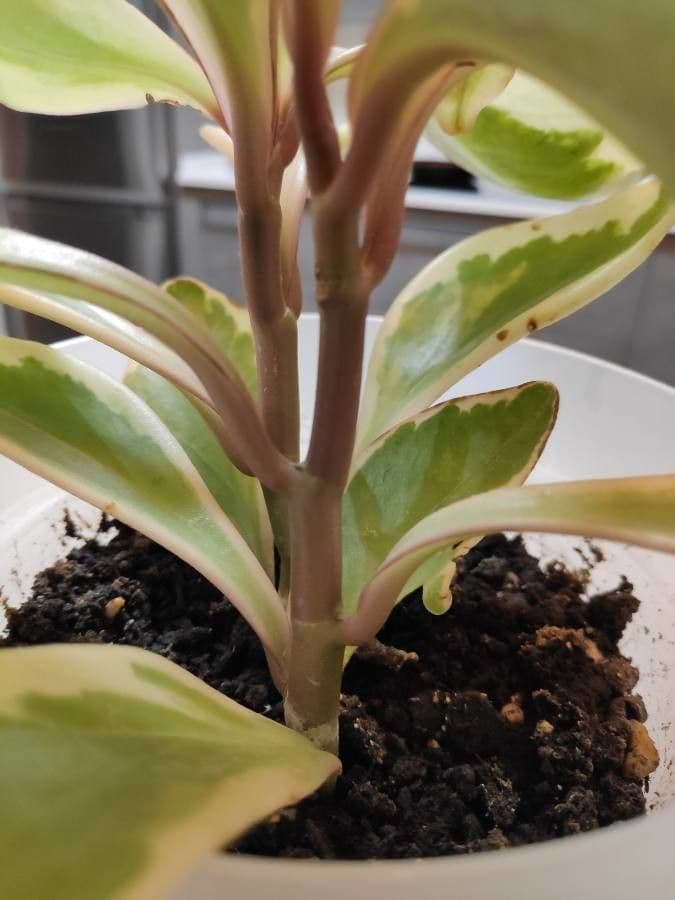 Peperomia 16
