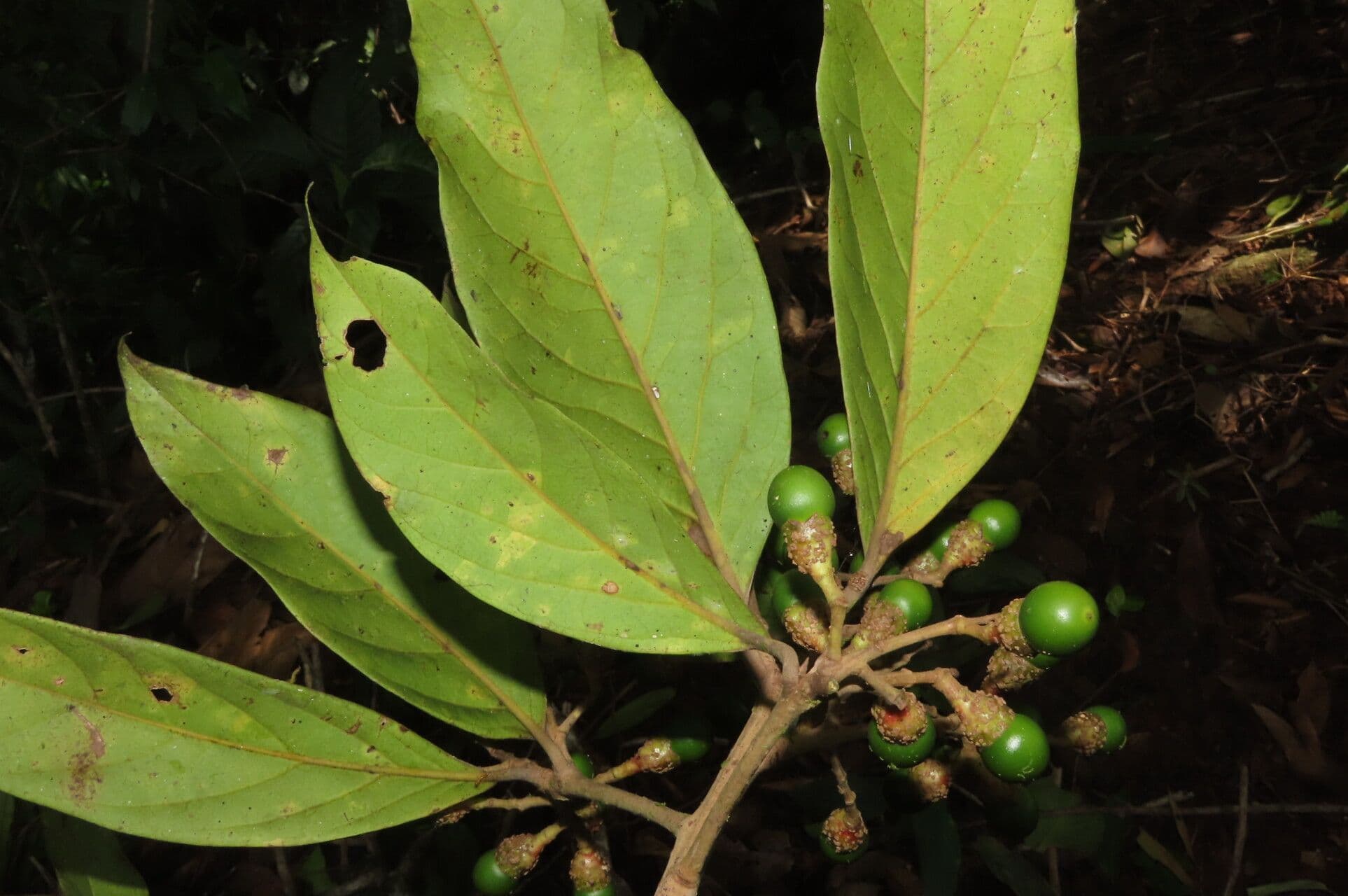 Ocotea leucoxylon 10