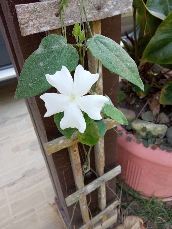 Thunbergia fragrante 5