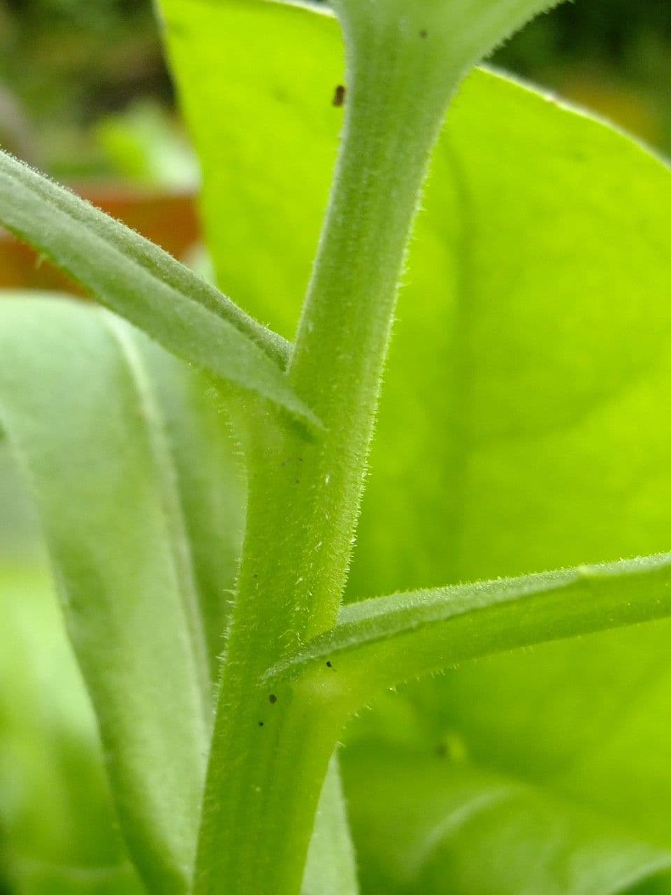 Calendula 24