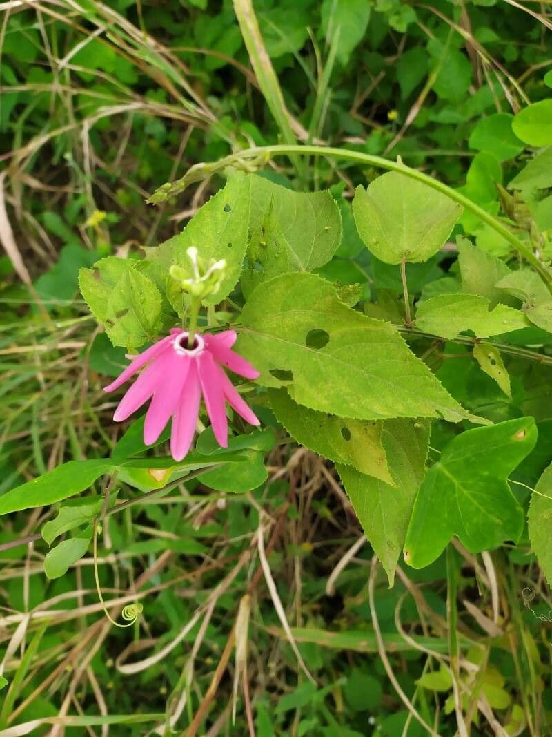 Passionflower