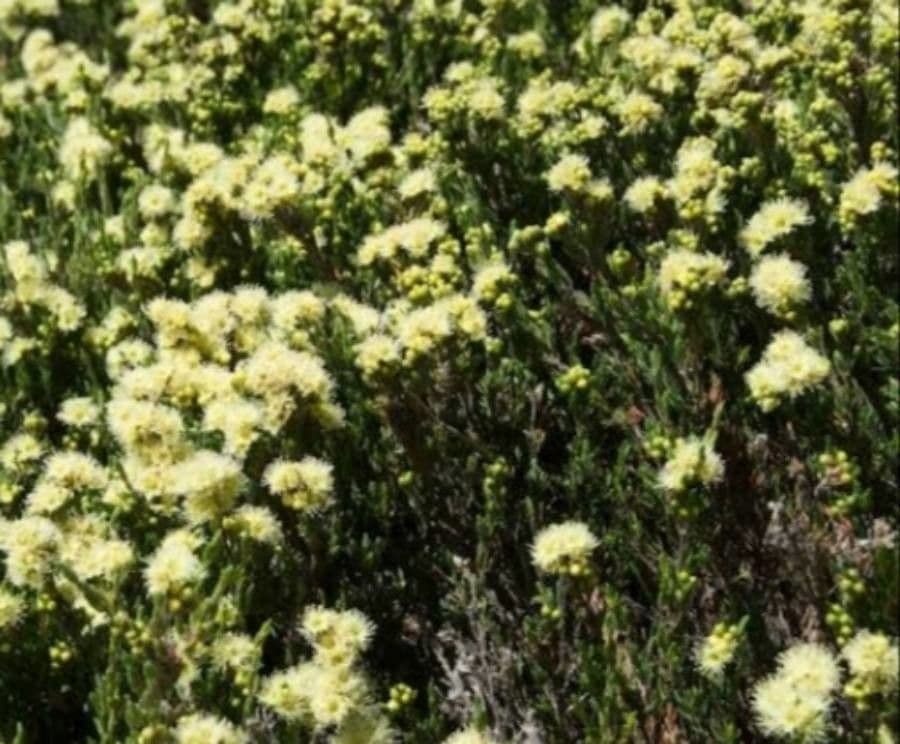 Kunzea di Mueller