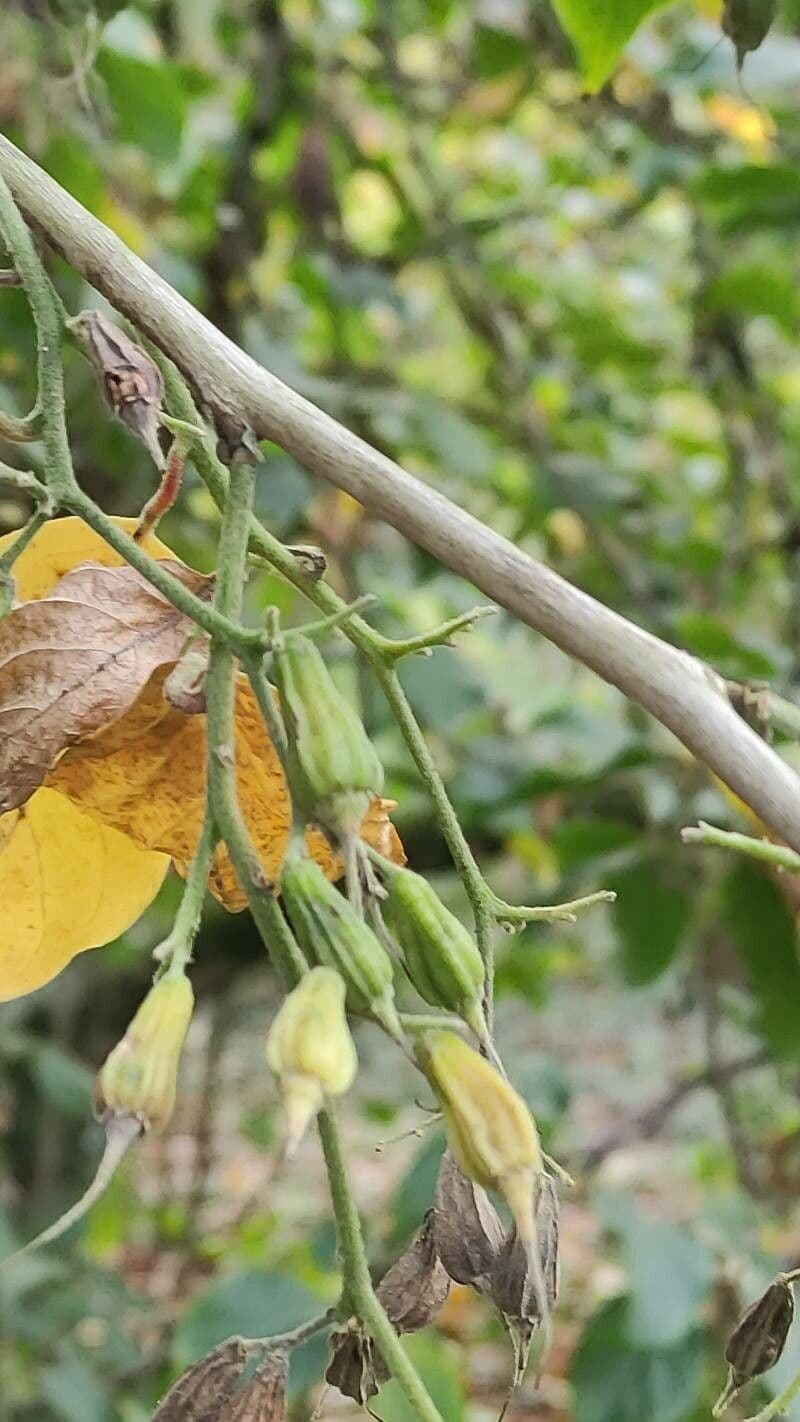 Pterostyrax 2