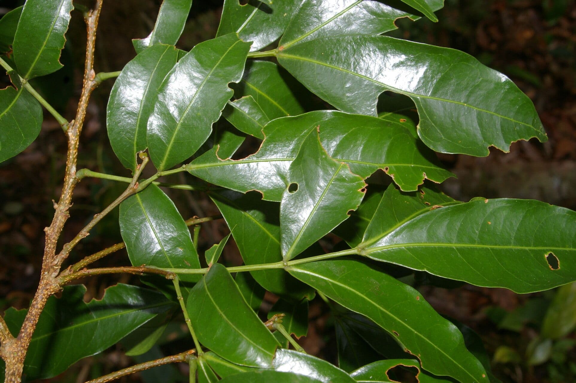 Inga 2