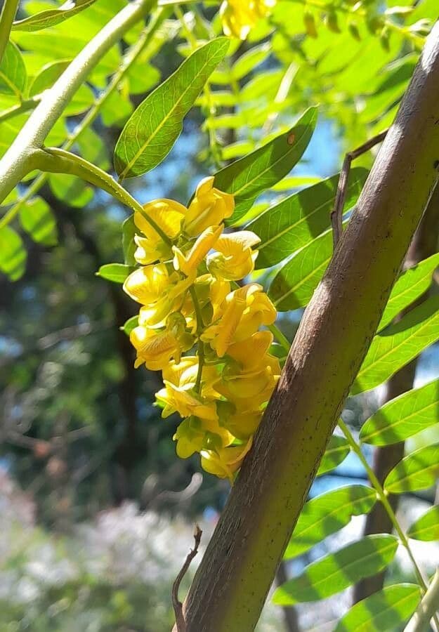 Sesbania virgata 3