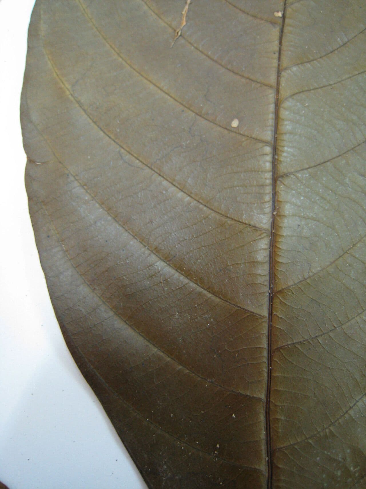 Palicourea 4