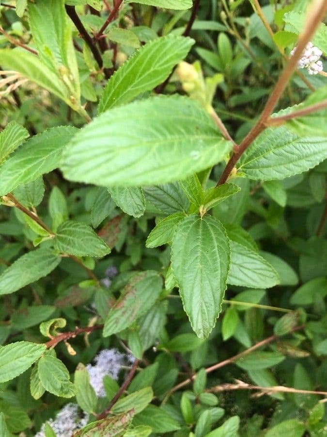 Ceanothus americký 19