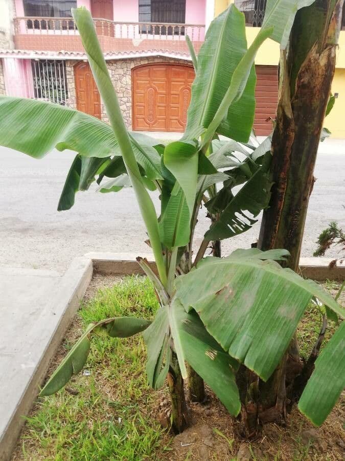 Bananovník“, “ 27