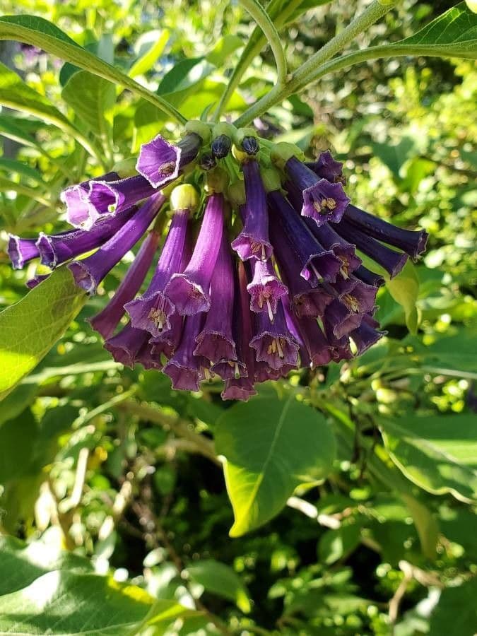 Iochroma 2