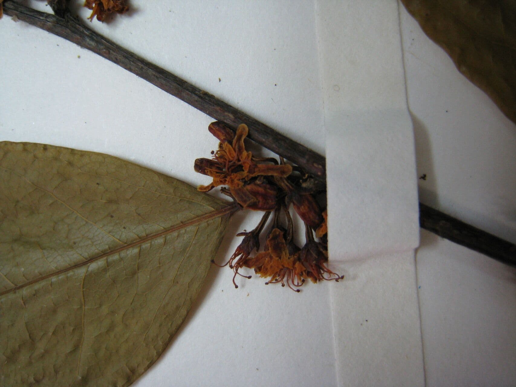 Erythroxylum 4