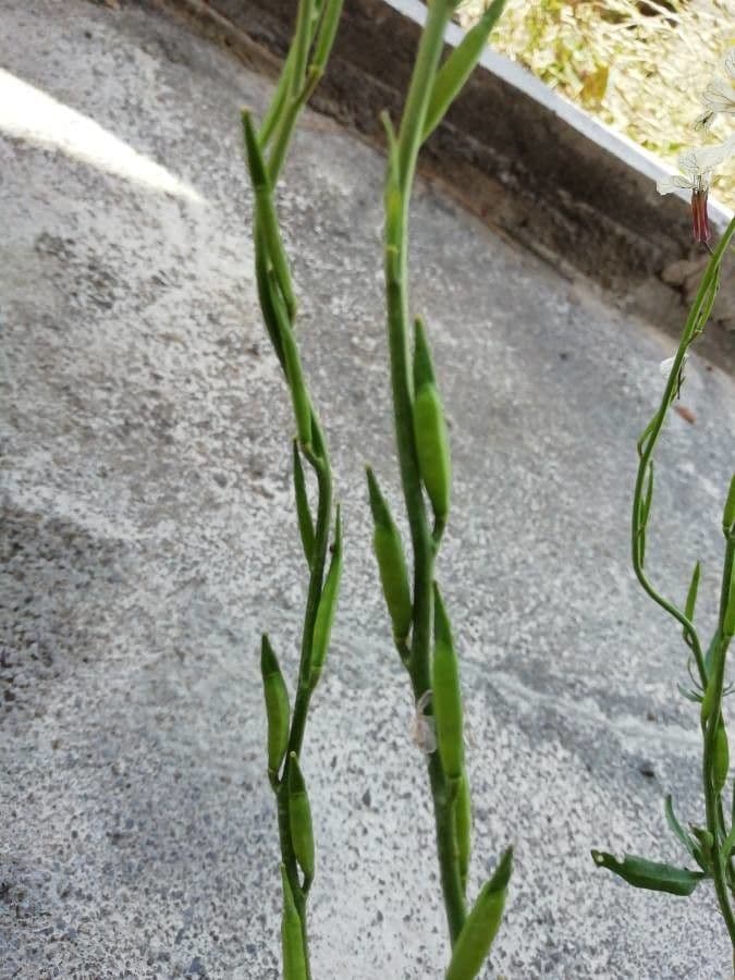 Rucola 4