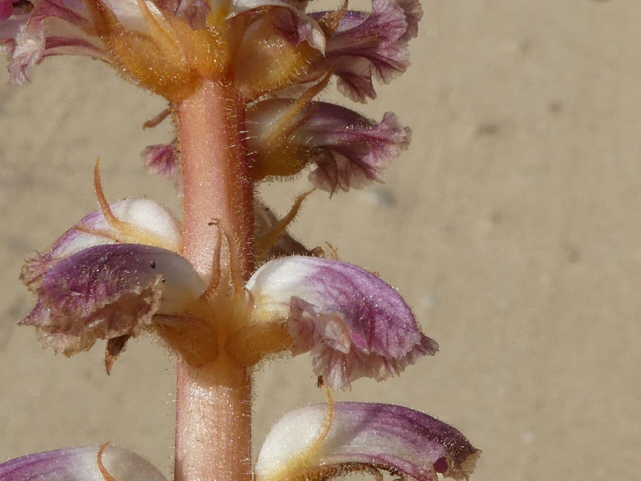 Succiamele minore 25
