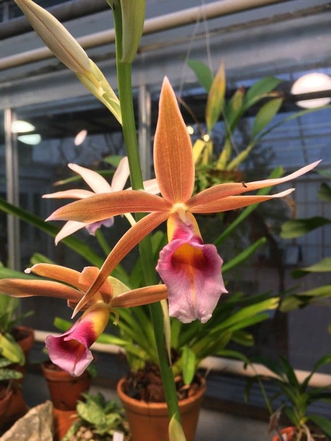 Phaius 2