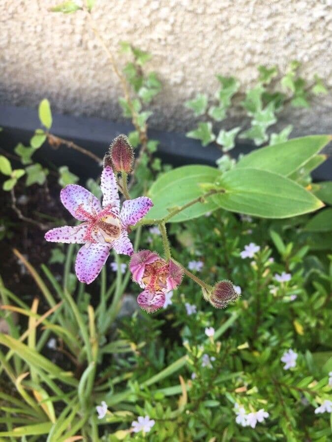 Tricyrtis 14