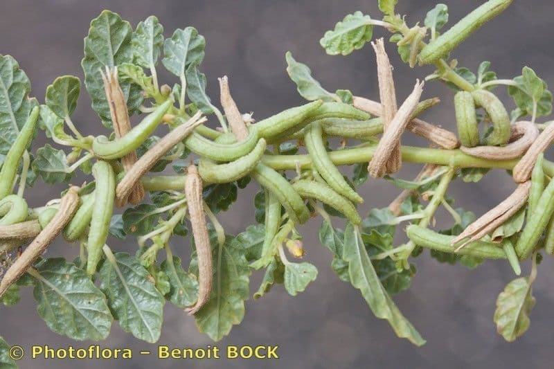 Corchorus 3