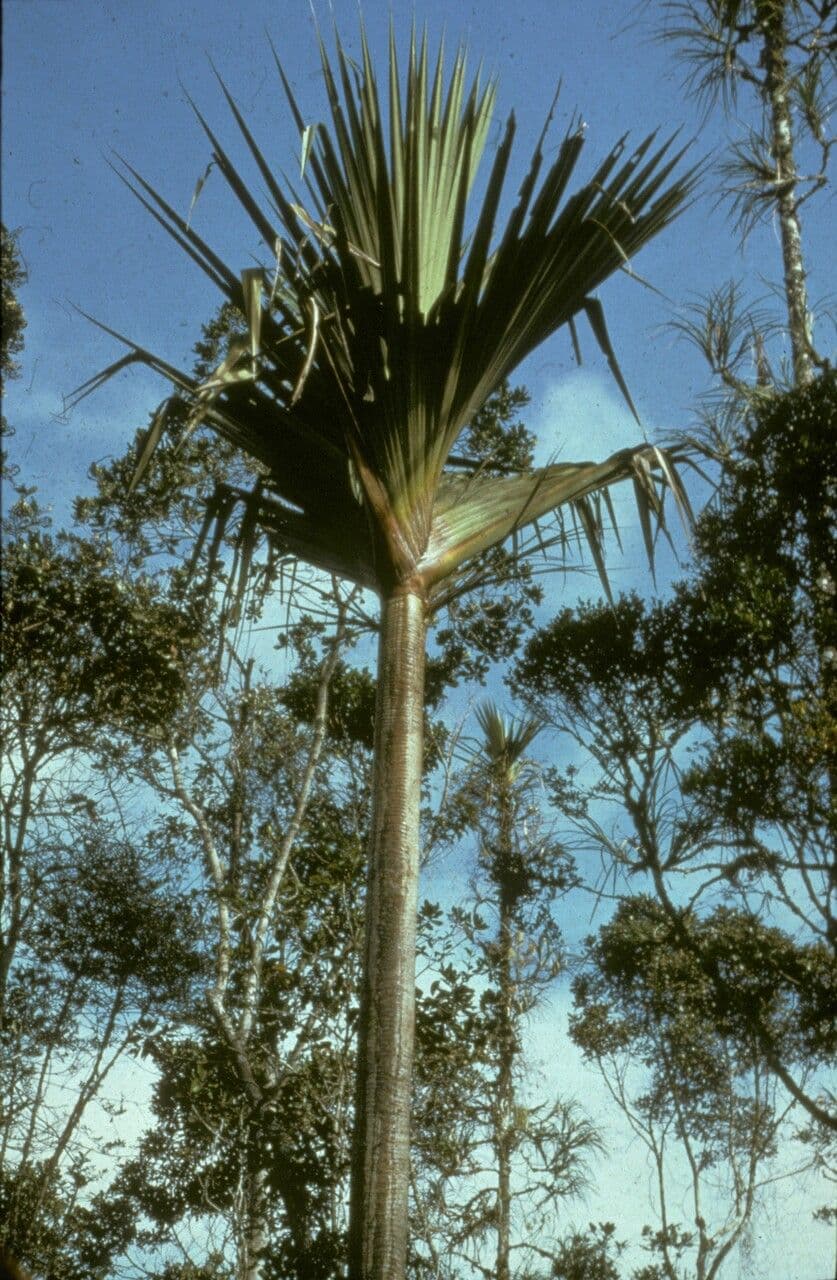 Pandano