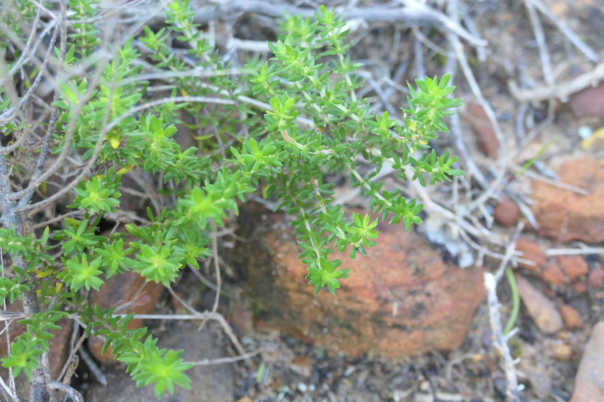 Agathosma