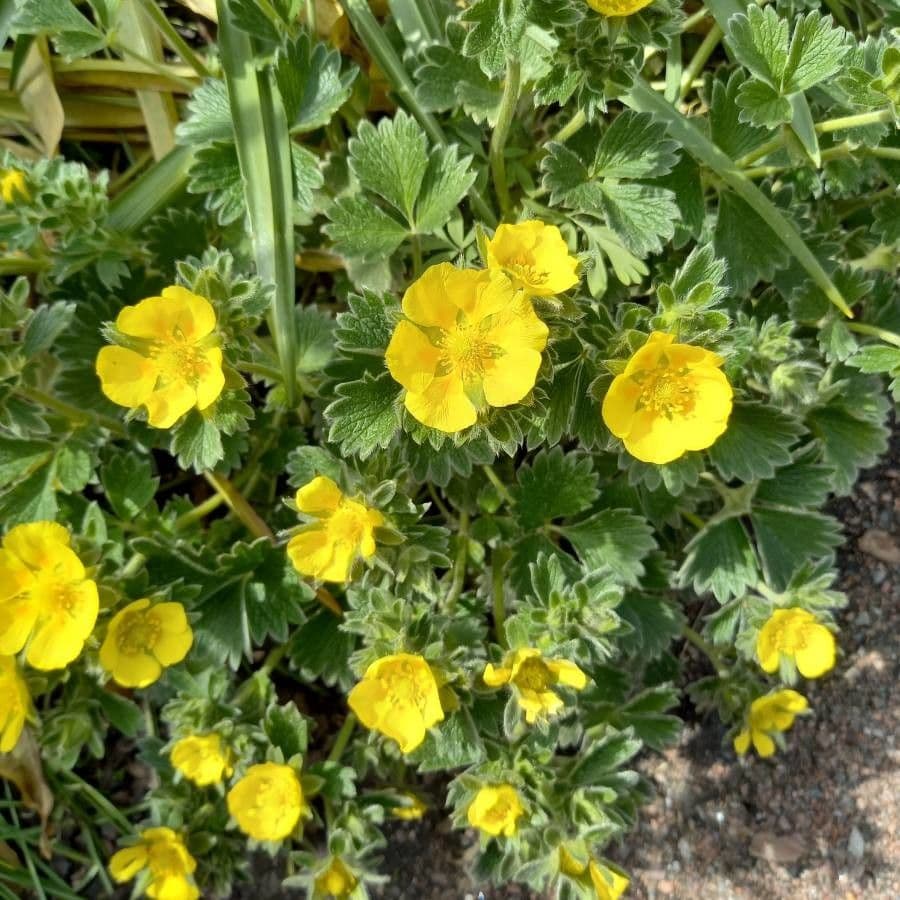 Potentilla 5