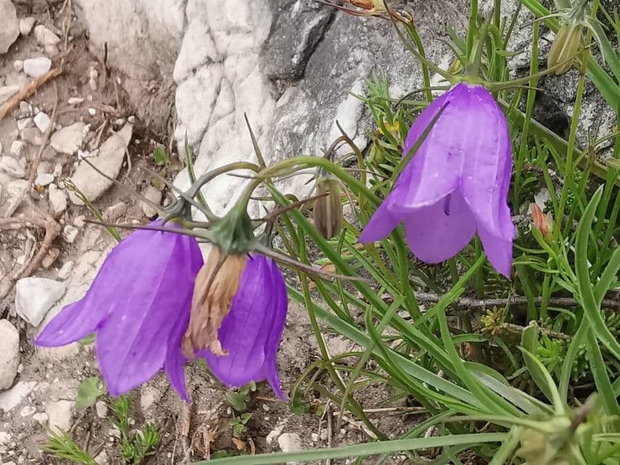 Campanula