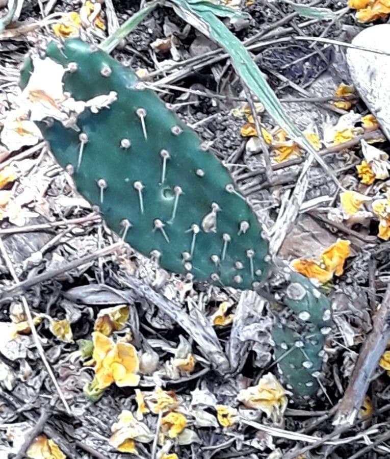 Nopal de espinas marrones 24