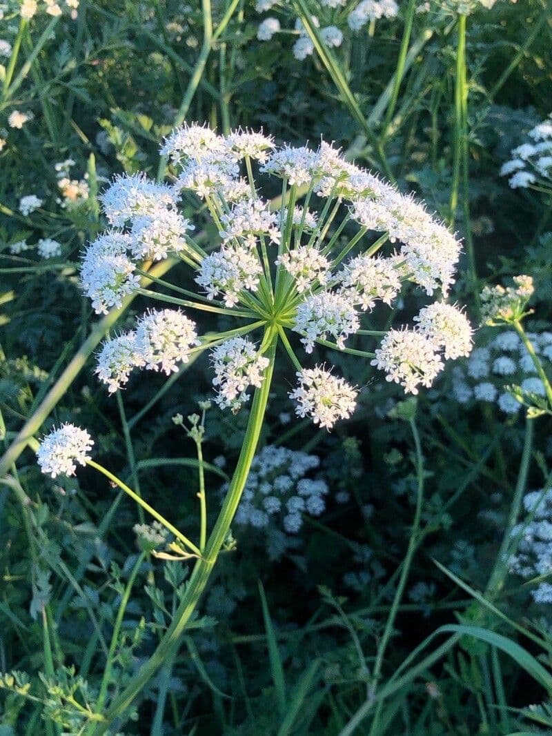 Finocchio acquatico 7