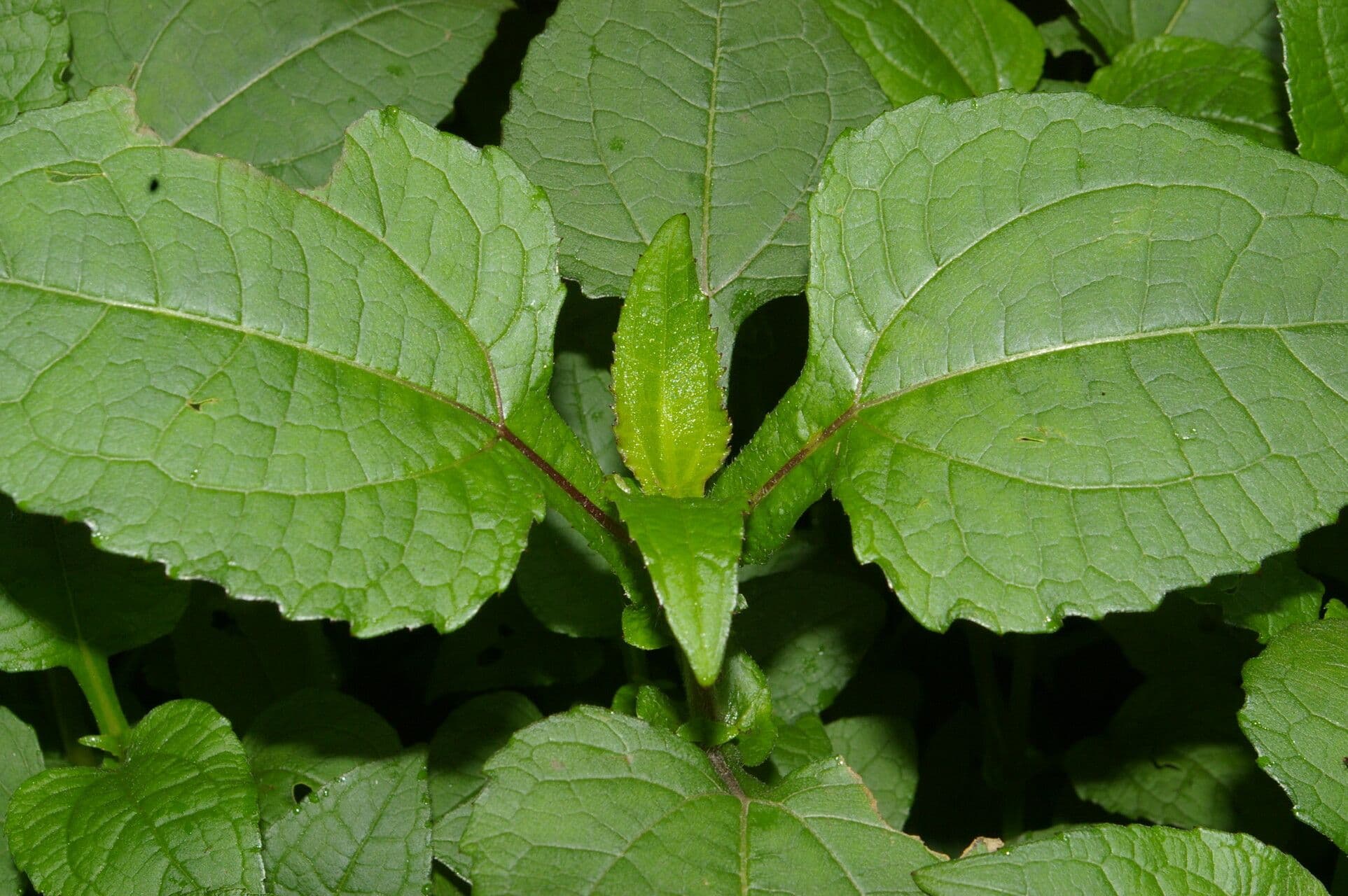 Sigesbeckia 6