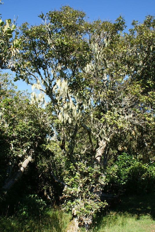 Nuxia verticillata 14