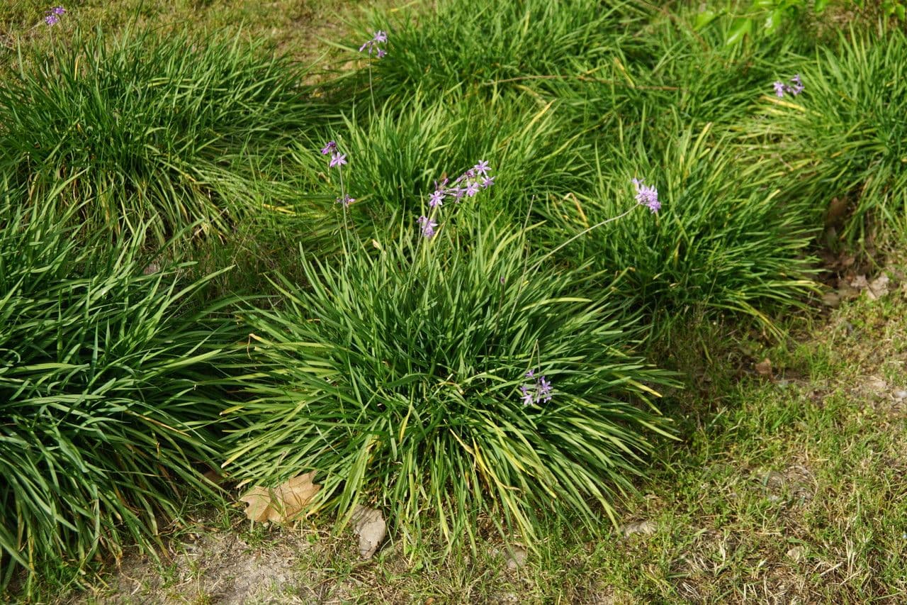 Tulbaghia 21