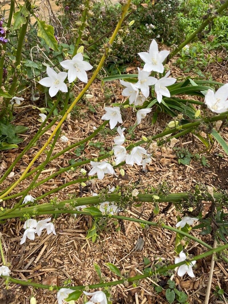 Campanula 13
