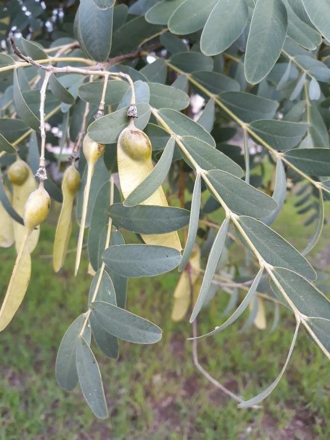 Tipu-Baum 20
