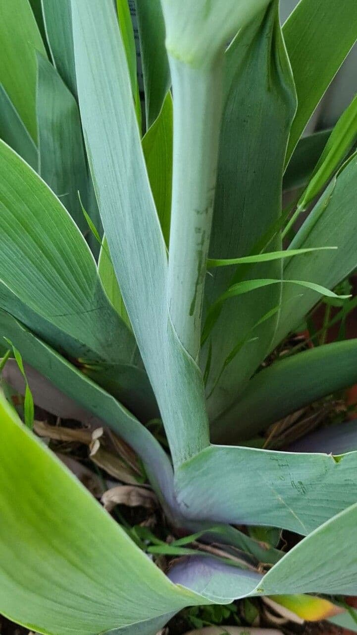 Iris 7