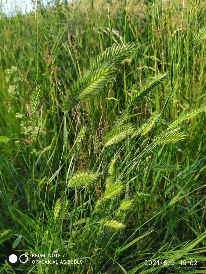 Gramigna crestata 19