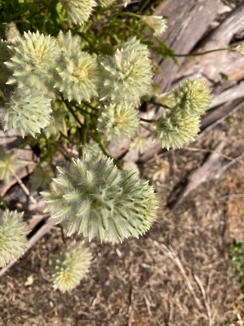 Obovate Ptilotus